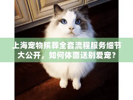 上海宠物殡葬全套流程服务细节大公开，如何体面送别爱宠？