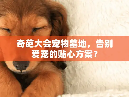 奇葩大会宠物墓地，告别爱宠的贴心方案？