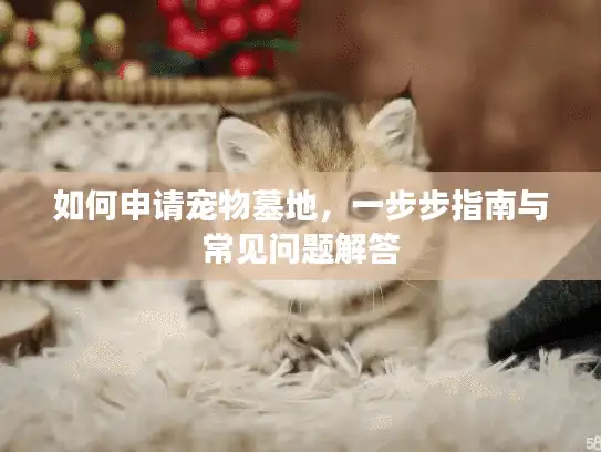 如何申请宠物墓地，一步步指南与常见问题解答