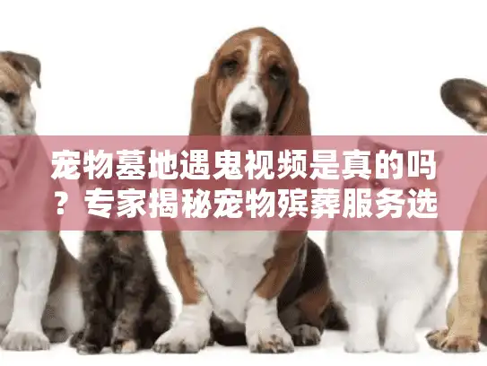 宠物墓地遇鬼视频是真的吗？专家揭秘宠物殡葬服务选择指南
