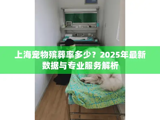 上海宠物殡葬率多少？2025年最新数据与专业服务解析