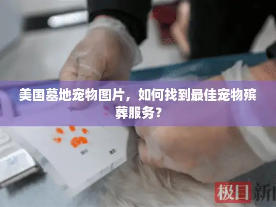 美国墓地宠物图片，如何找到最佳宠物殡葬服务？