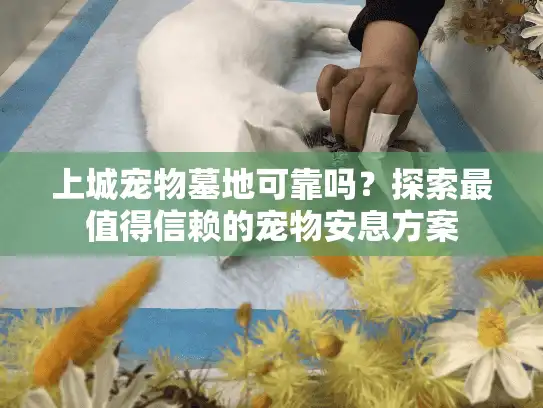 上城宠物墓地可靠吗？探索最值得信赖的宠物安息方案
