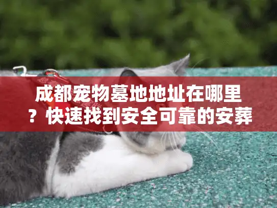 成都宠物墓地地址在哪里？快速找到安全可靠的安葬方案