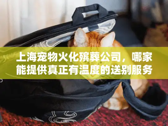 上海宠物火化殡葬公司，哪家能提供真正有温度的送别服务？