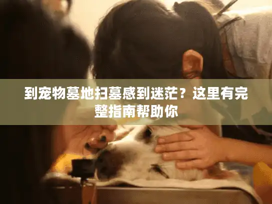 到宠物墓地扫墓感到迷茫？这里有完整指南帮助你