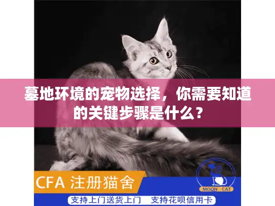 墓地环境的宠物选择，你需要知道的关键步骤是什么？