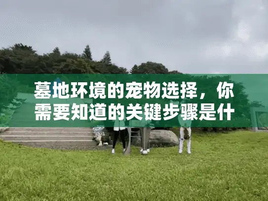 墓地环境的宠物选择，你需要知道的关键步骤是什么？