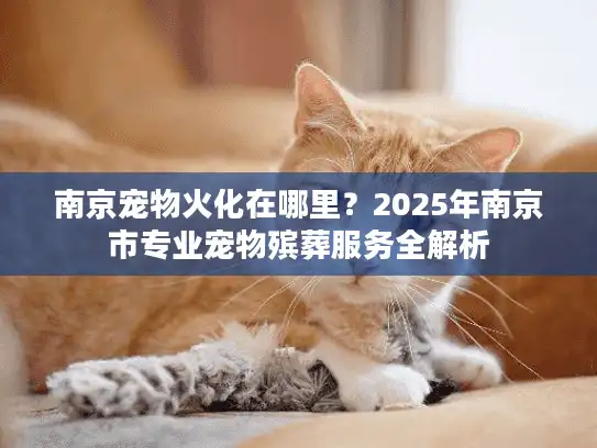 南京宠物火化在哪里？2025年南京市专业宠物殡葬服务全解析