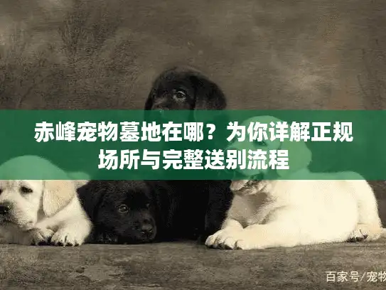 赤峰宠物墓地在哪？为你详解正规场所与完整送别流程