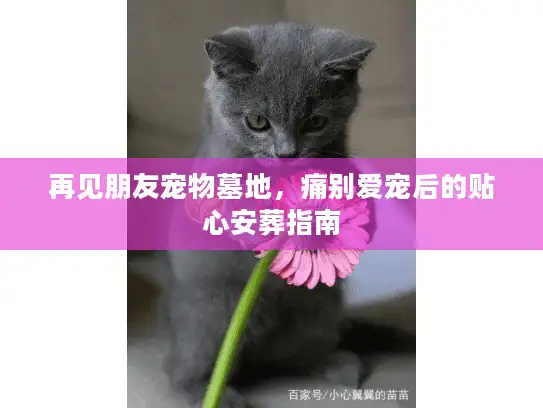 再见朋友宠物墓地，痛别爱宠后的贴心安葬指南