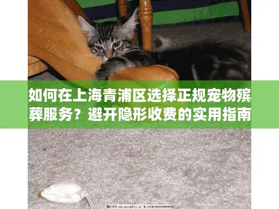 如何在上海青浦区选择正规宠物殡葬服务？避开隐形收费的实用指南