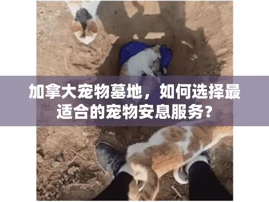 加拿大宠物墓地，如何选择最适合的宠物安息服务？