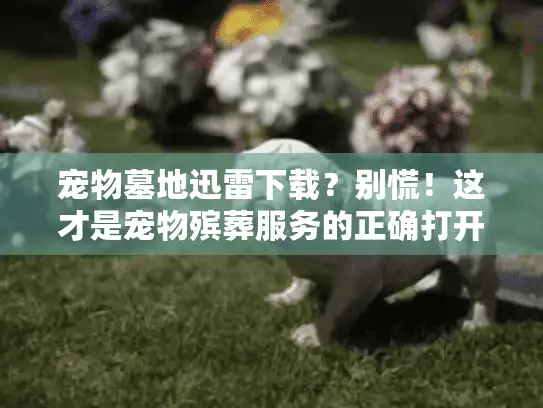 宠物墓地迅雷下载？别慌！这才是宠物殡葬服务的正确打开方式