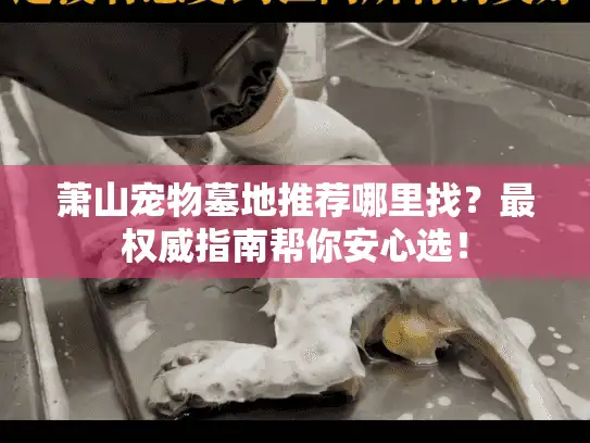 萧山宠物墓地推荐哪里找？最权威指南帮你安心选！