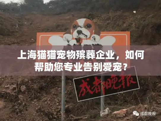 上海猫猫宠物殡葬企业，如何帮助您专业告别爱宠？