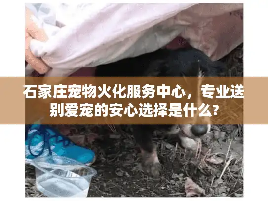 石家庄宠物火化服务中心，专业送别爱宠的安心选择是什么?