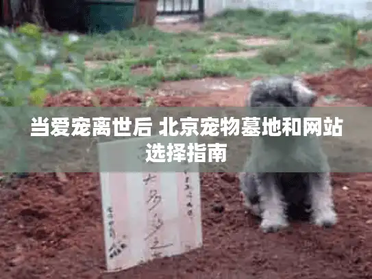 当爱宠离世后 北京宠物墓地和网站选择指南