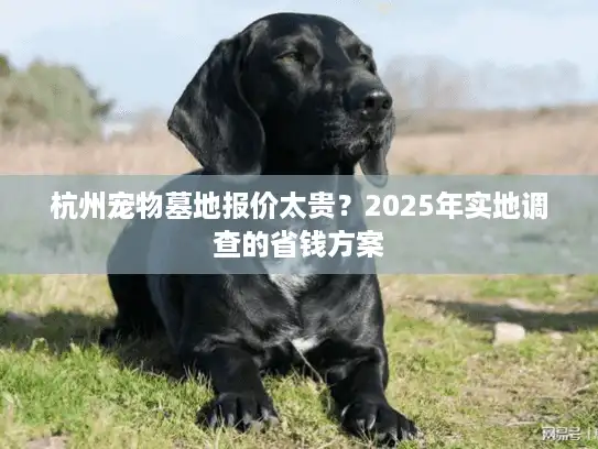 杭州宠物墓地报价太贵？2025年实地调查的省钱方案