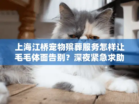 上海江桥宠物殡葬服务怎样让毛毛体面告别？深夜紧急求助指南