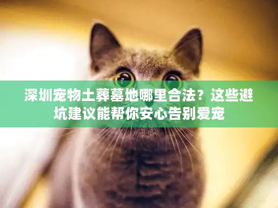 深圳宠物土葬墓地哪里合法？这些避坑建议能帮你安心告别爱宠
