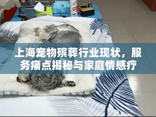 上海宠物殡葬行业现状，服务痛点揭秘与家庭情感疗愈方案