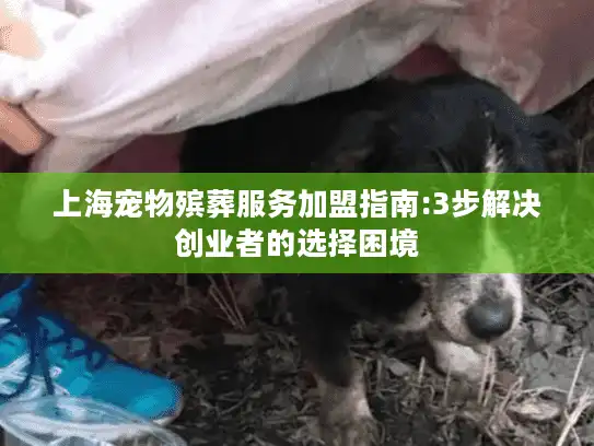 上海宠物殡葬服务加盟指南:3步解决创业者的选择困境
