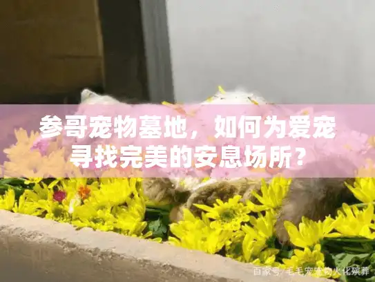 参哥宠物墓地，如何为爱宠寻找完美的安息场所？