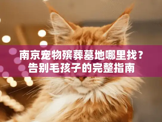 南京宠物殡葬墓地哪里找？告别毛孩子的完整指南