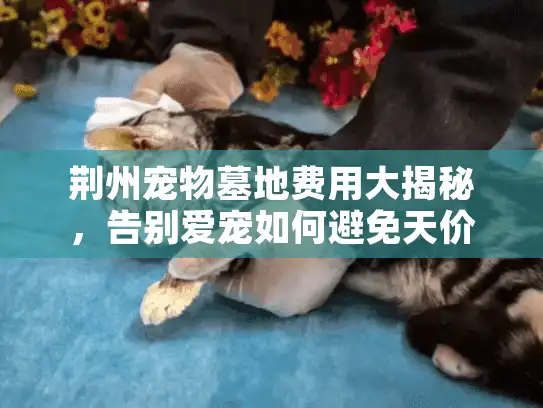 荆州宠物墓地费用大揭秘，告别爱宠如何避免天价陷阱？