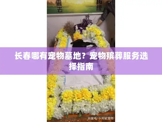 长春哪有宠物墓地？宠物殡葬服务选择指南