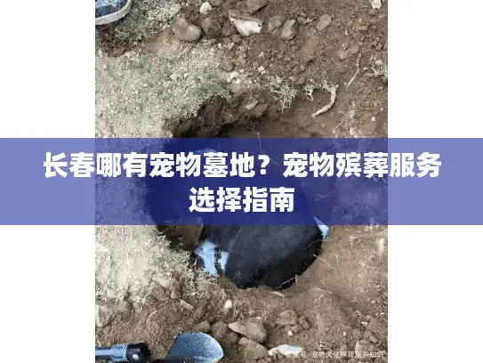 长春哪有宠物墓地？宠物殡葬服务选择指南