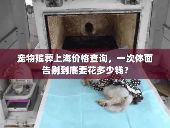 宠物殡葬上海价格查询，一次体面告别到底要花多少钱？