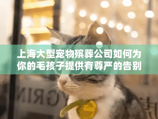 上海大型宠物殡葬公司如何为你的毛孩子提供有尊严的告别？