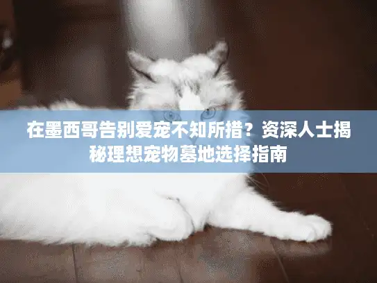 在墨西哥告别爱宠不知所措？资深人士揭秘理想宠物墓地选择指南