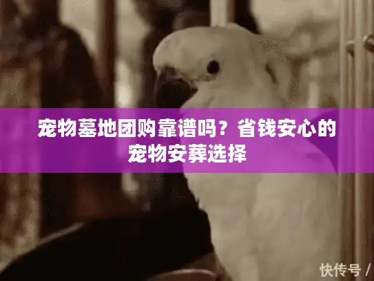 宠物墓地团购靠谱吗？省钱安心的宠物安葬选择