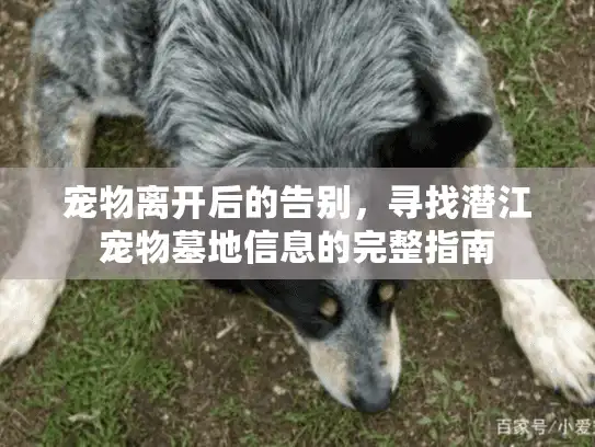 宠物离开后的告别，寻找潜江宠物墓地信息的完整指南