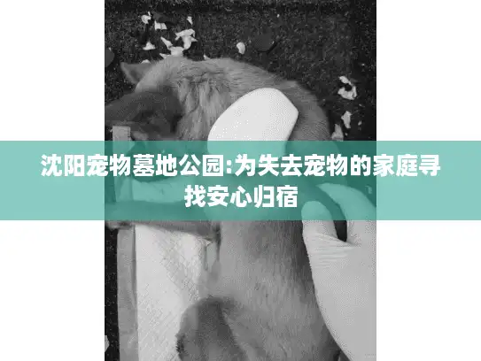沈阳宠物墓地公园:为失去宠物的家庭寻找安心归宿