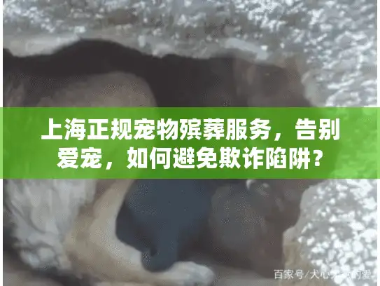 上海正规宠物殡葬服务，告别爱宠，如何避免欺诈陷阱？