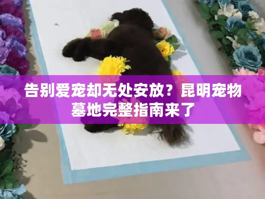 告别爱宠却无处安放？昆明宠物墓地完整指南来了