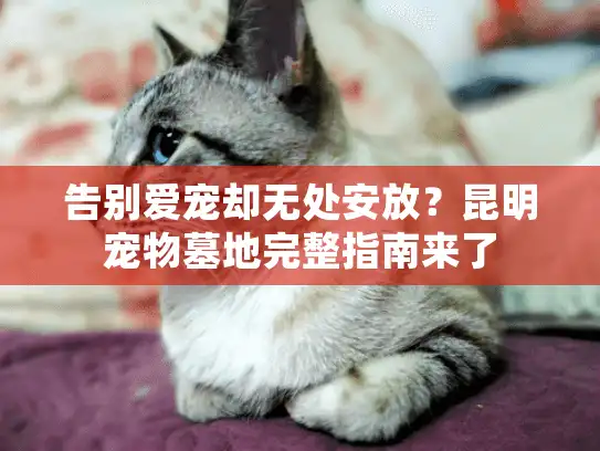 告别爱宠却无处安放？昆明宠物墓地完整指南来了