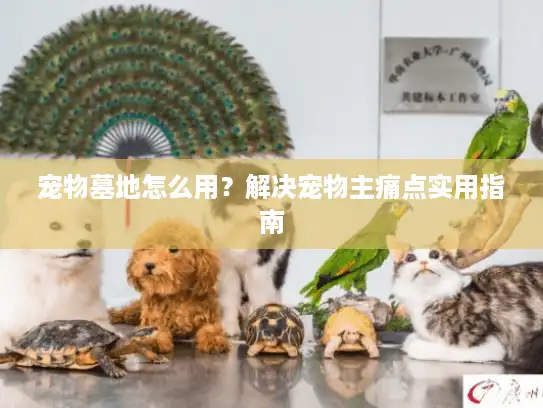 宠物墓地怎么用？解决宠物主痛点实用指南