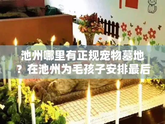 池州哪里有正规宠物墓地？在池州为毛孩子安排最后的家