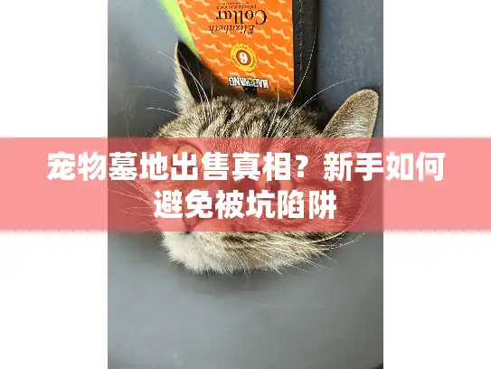 宠物墓地出售真相？新手如何避免被坑陷阱