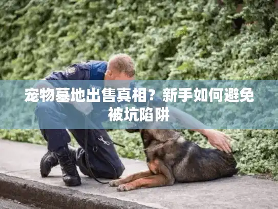 宠物墓地出售真相？新手如何避免被坑陷阱