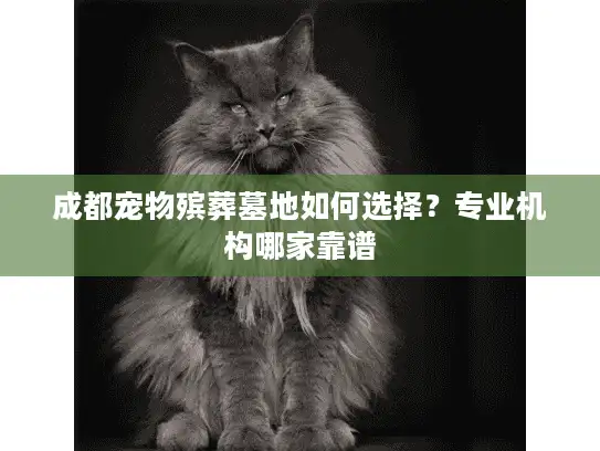 成都宠物殡葬墓地如何选择？专业机构哪家靠谱