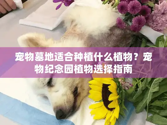 宠物墓地适合种植什么植物？宠物纪念园植物选择指南