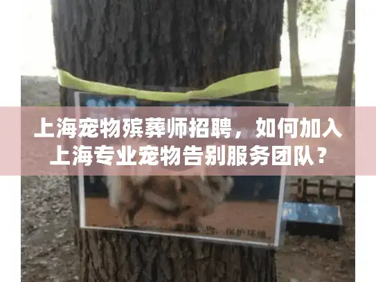 上海宠物殡葬师招聘，如何加入上海专业宠物告别服务团队？
