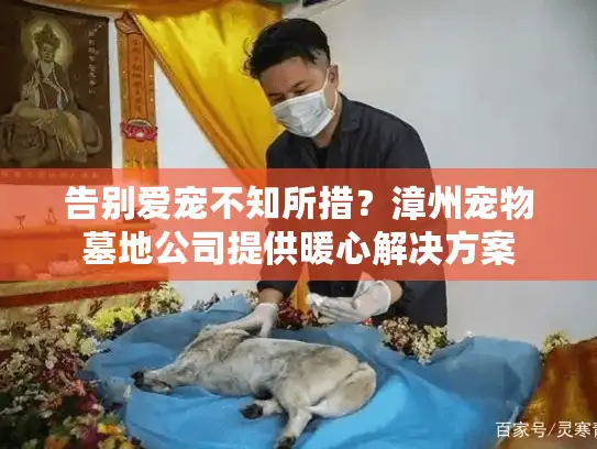 告别爱宠不知所措？漳州宠物墓地公司提供暖心解决方案