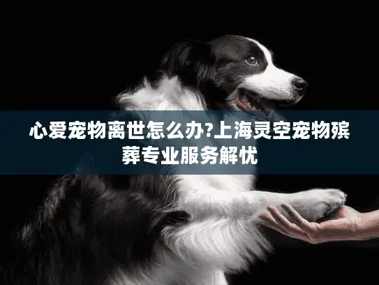 心爱宠物离世怎么办?上海灵空宠物殡葬专业服务解忧